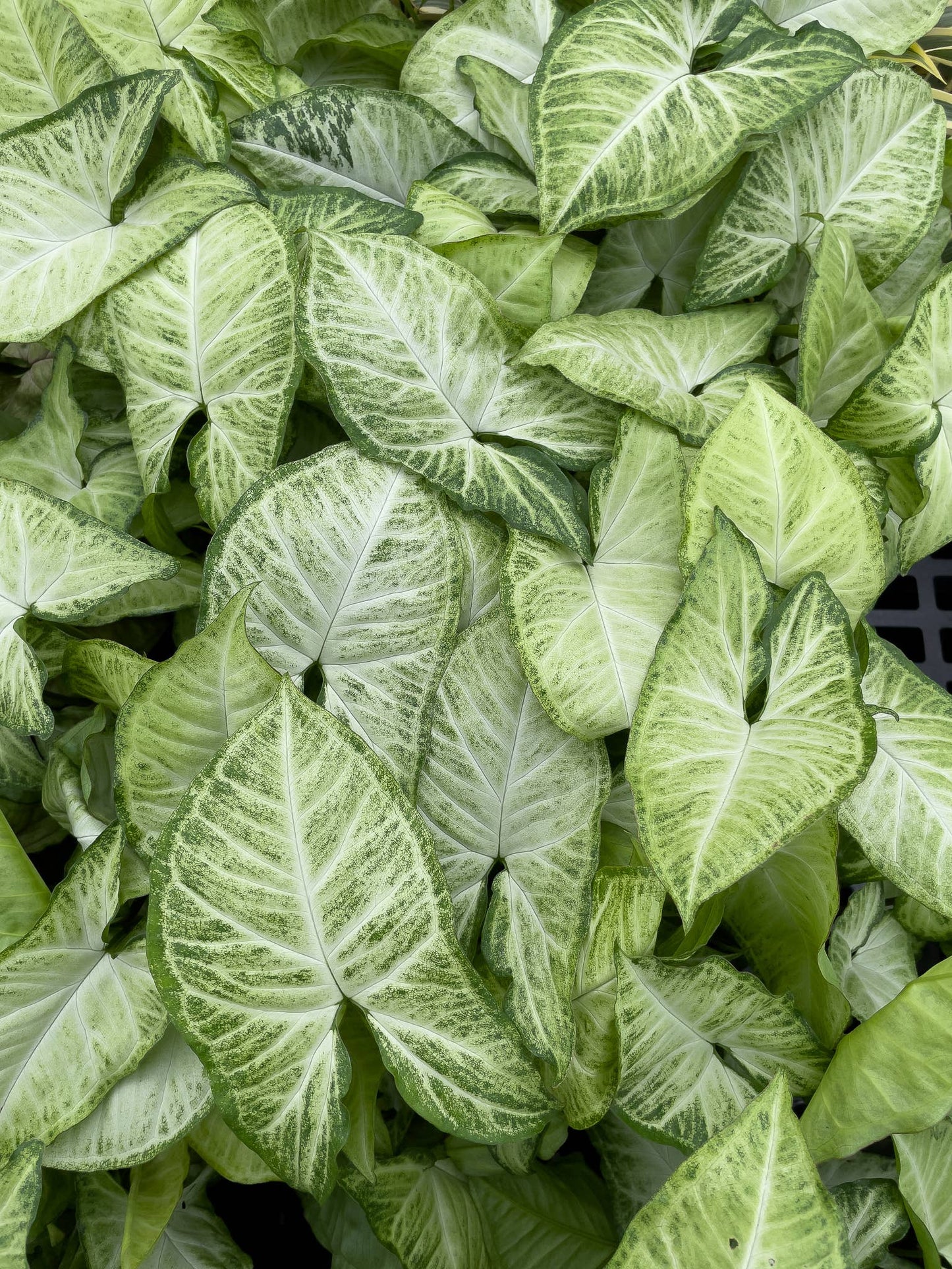 Assorted Butterfly Syngonium - Live Plant