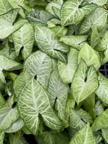 Assorted Butterfly Syngonium - Live Plant