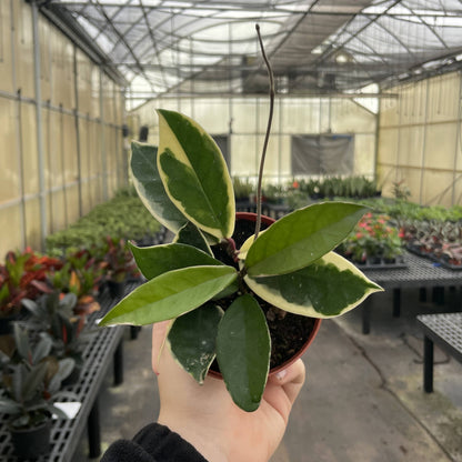 Live Hoya Plant - Assorted Variety - 4" Nursery Pot