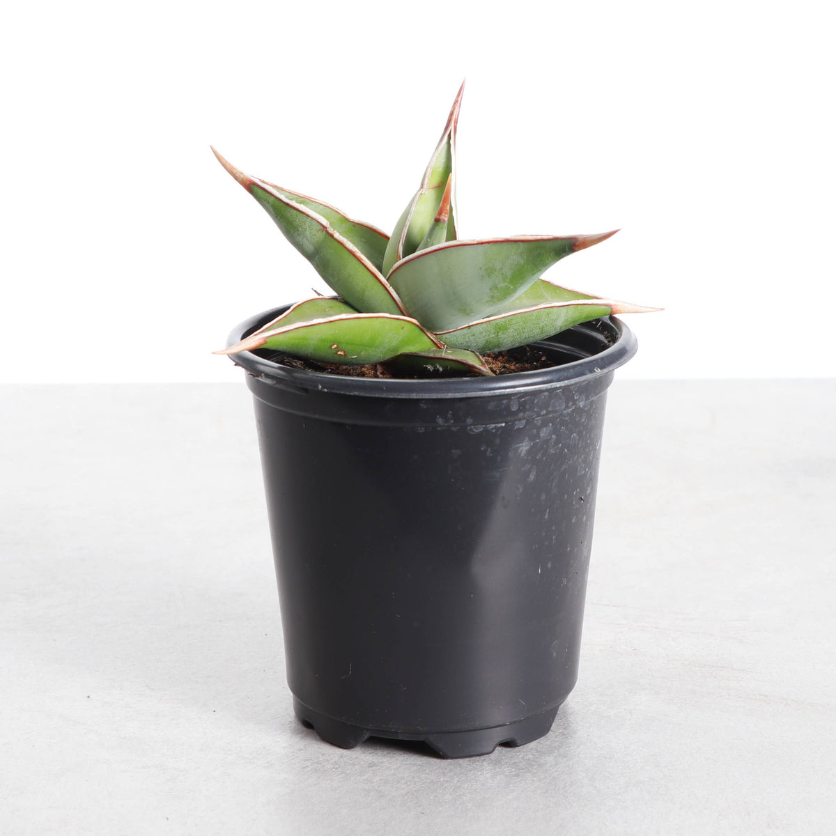 Sansevieria Pinguicula - Walking Snake Plant - 3" Live Plant