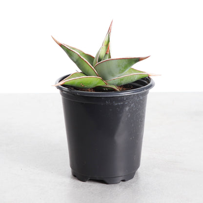 Sansevieria Pinguicula - Walking Snake Plant - 3" Live Plant