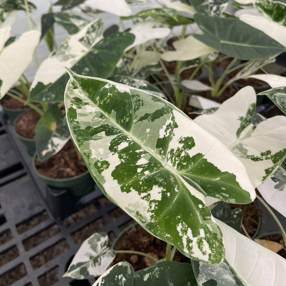 Variegated Alocasia Frydek - 4" Live Plant - RARE