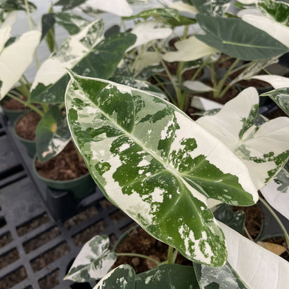 Variegated Alocasia Frydek - 4" Live Plant - RARE