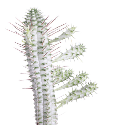 Variegated Corn Cob Succulent Cactus - 4" Live Plant