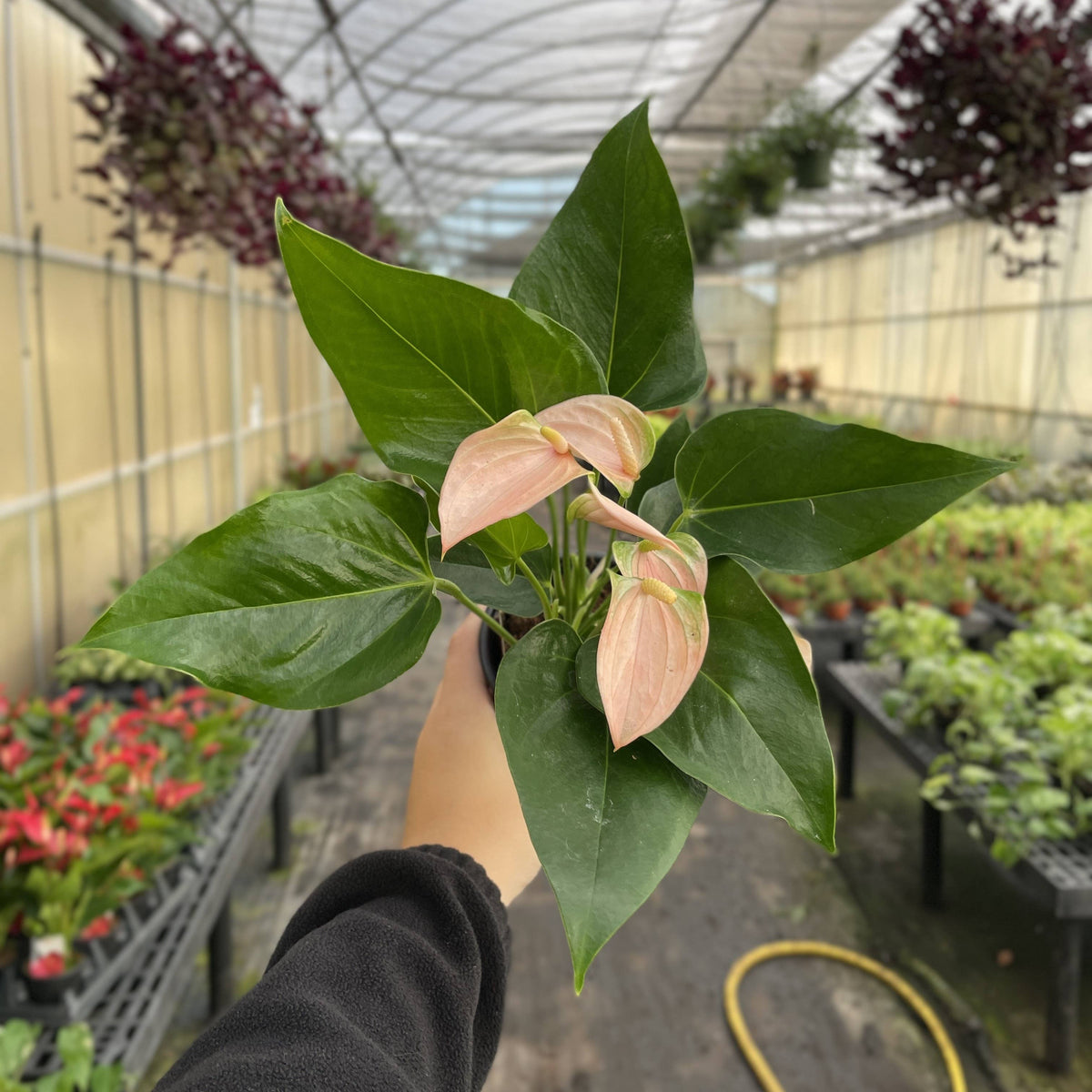 Peach Anthurium, Flamingo Flower - 4" Live Plant