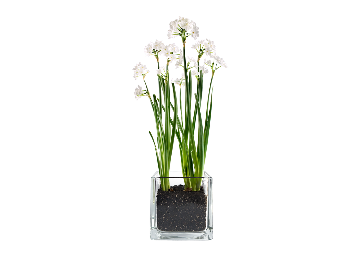 Paperwhites Winter Garden | Christmas gift | Best Seller