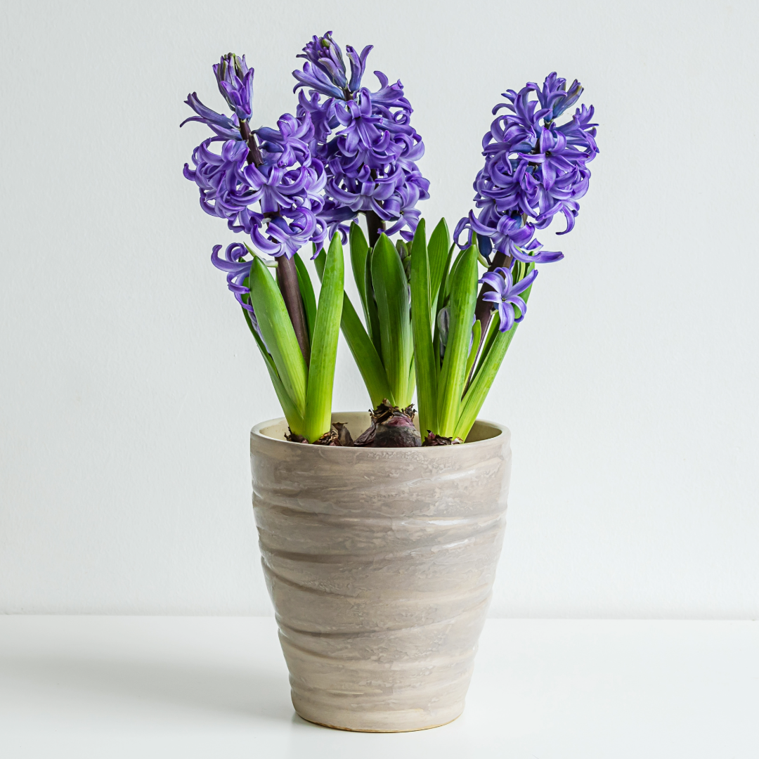 Spring Hyacinth - Blooming Live Plant - Assorted Colors