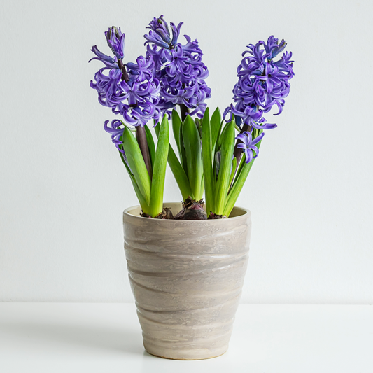 Spring Hyacinth - Blooming Live Plant - Assorted Colors