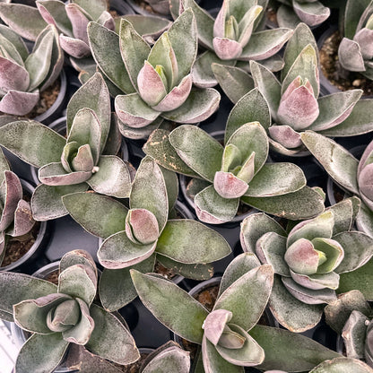 Garnet Lotus Crassula -  2" Live Plant