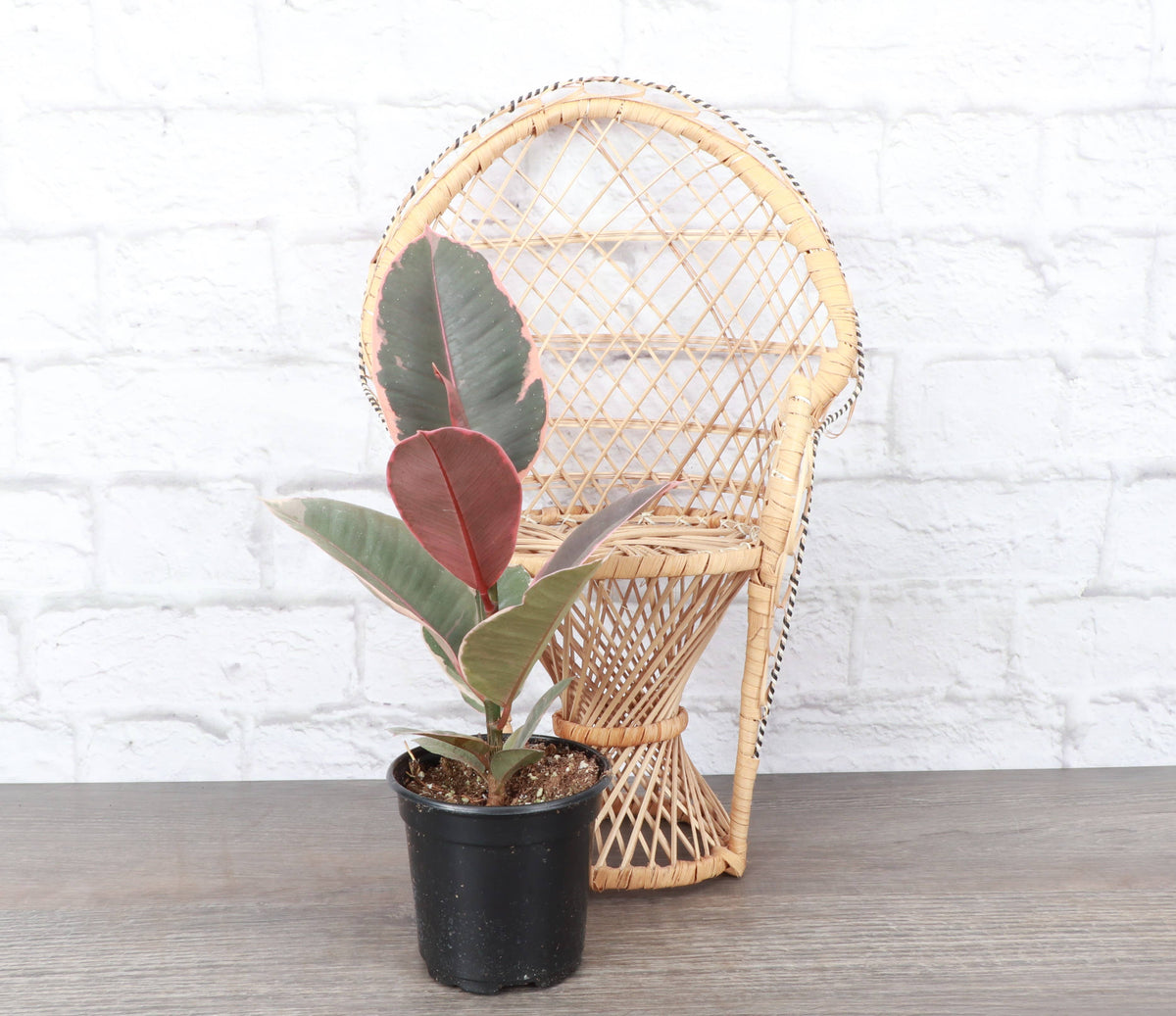 Ruby Rubber Plant - Live Ficus Plant