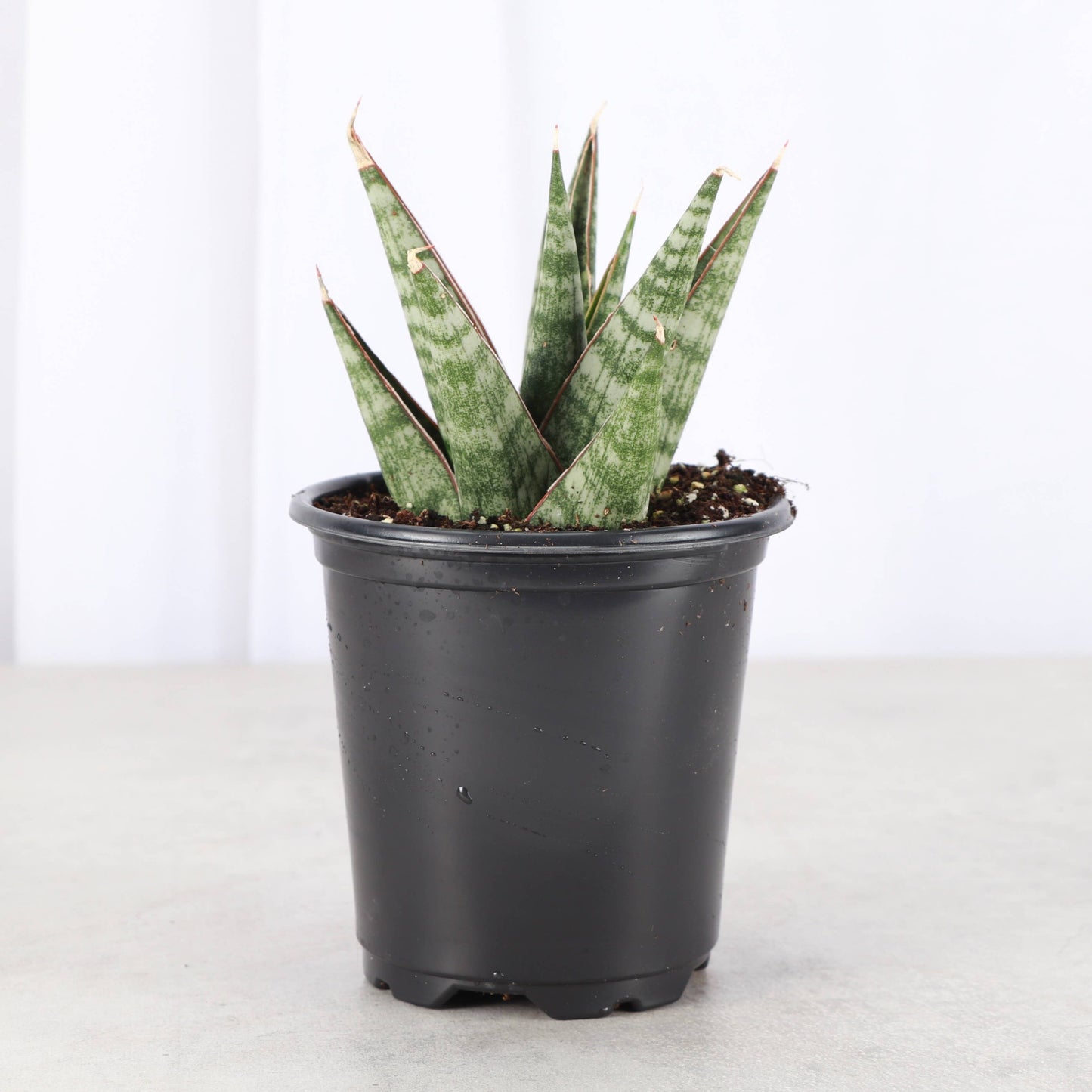 Table Mountain Snake Plant - 3.5" Live Plant