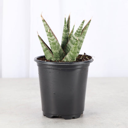 Table Mountain Snake Plant - 3.5" Live Plant