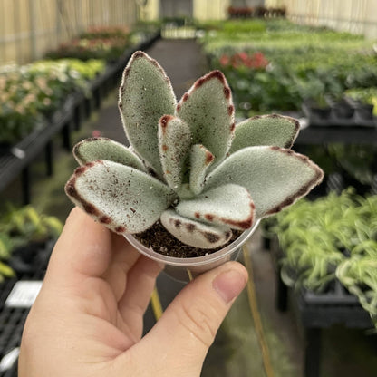 Panda Plant Kalanchoe -  2" Live Plant