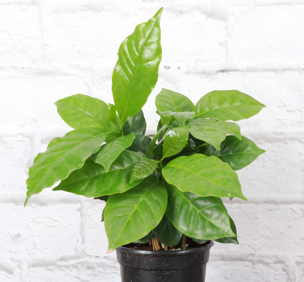 Coffee Plant - Live Plant