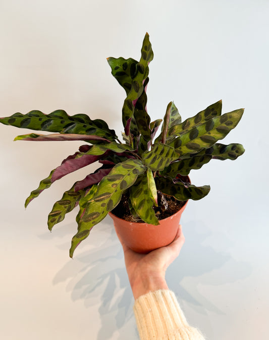 Rattlesnake Calathea- 6in