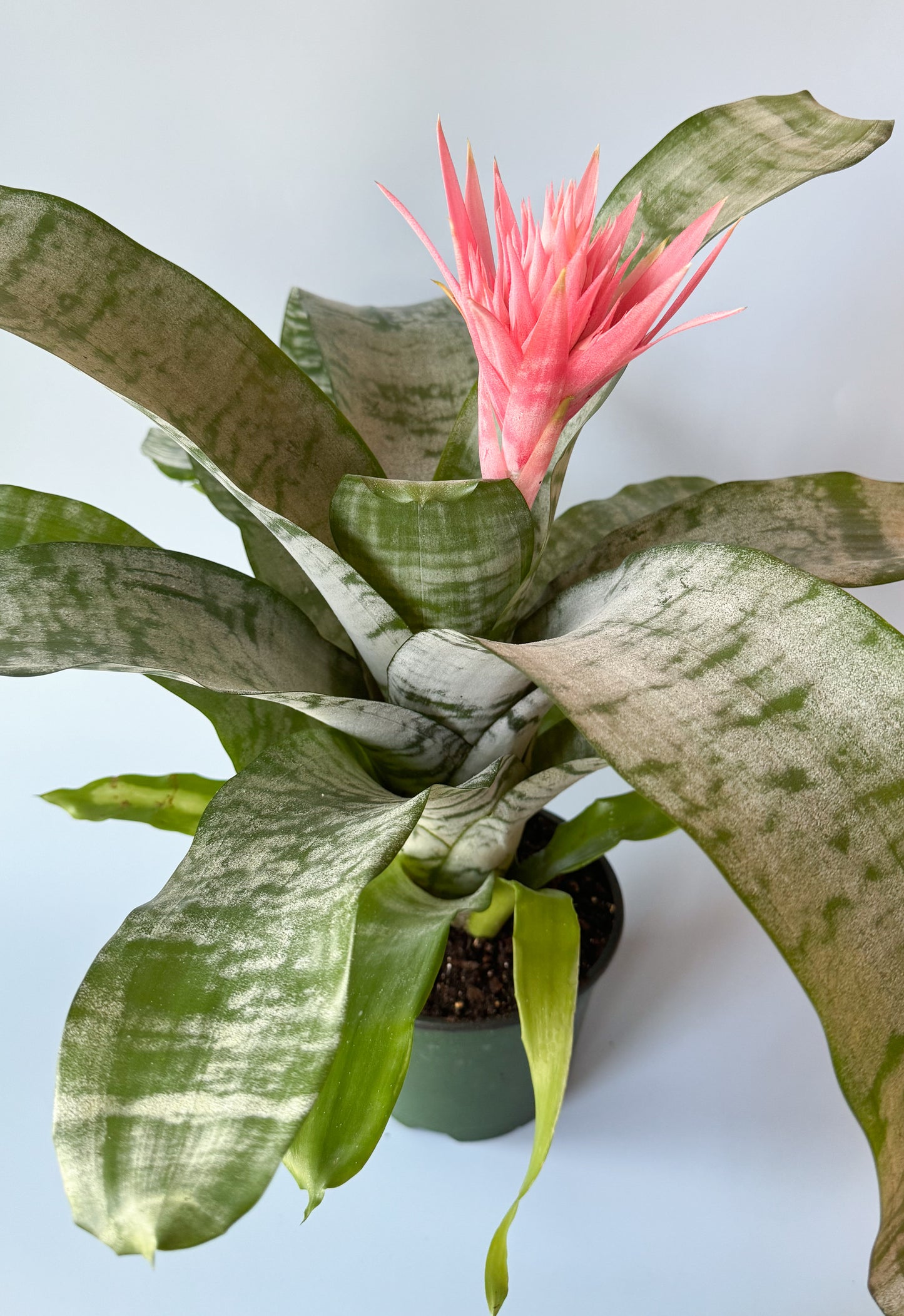 Silver Vase Bromeliad Plant- 6in