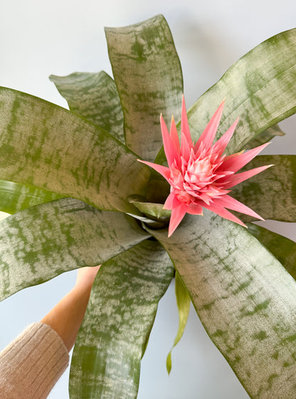 Silver Vase Bromeliad Plant- 6in