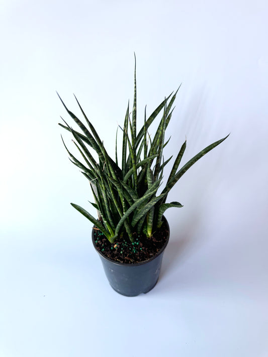 Snake Plant- 5in