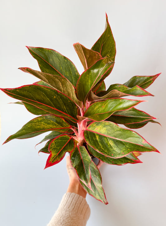 Aglaonema Plant- 5in