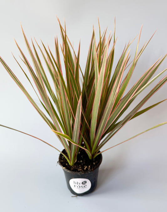 Indoor Dragon Tree (Dracaena)- 4in