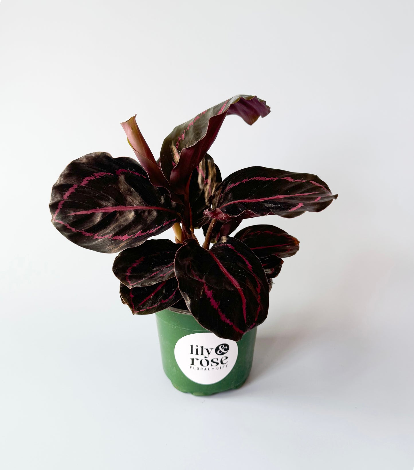 Calathea Plant (Prayer Plant)- 4in