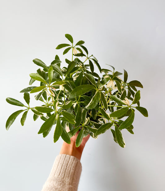 Dwarf Umbrella Tree Plant- 4in