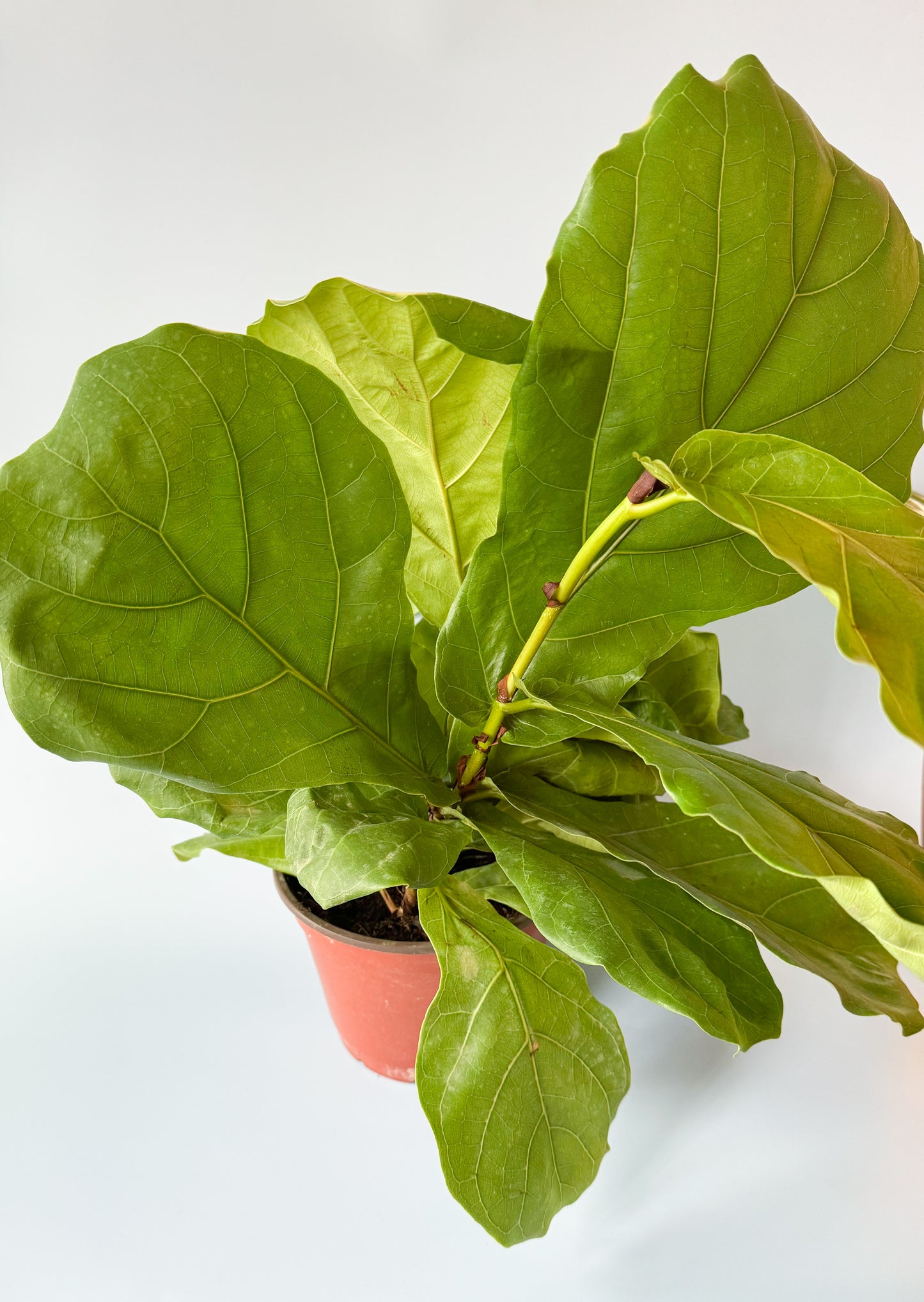 Fiddle Leaf Fig Plant- 6in