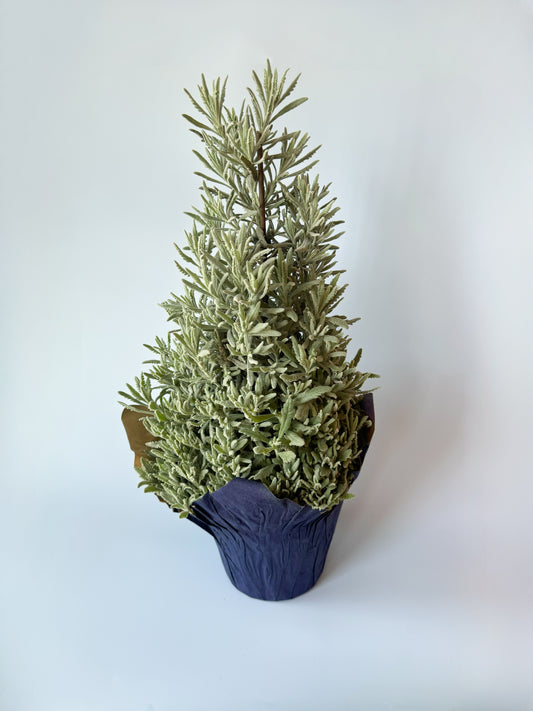 Indoor Lavender Tree Plant- 6in