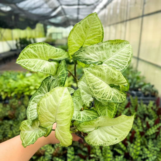 Assorted Butterfly Syngonium - Live Plant