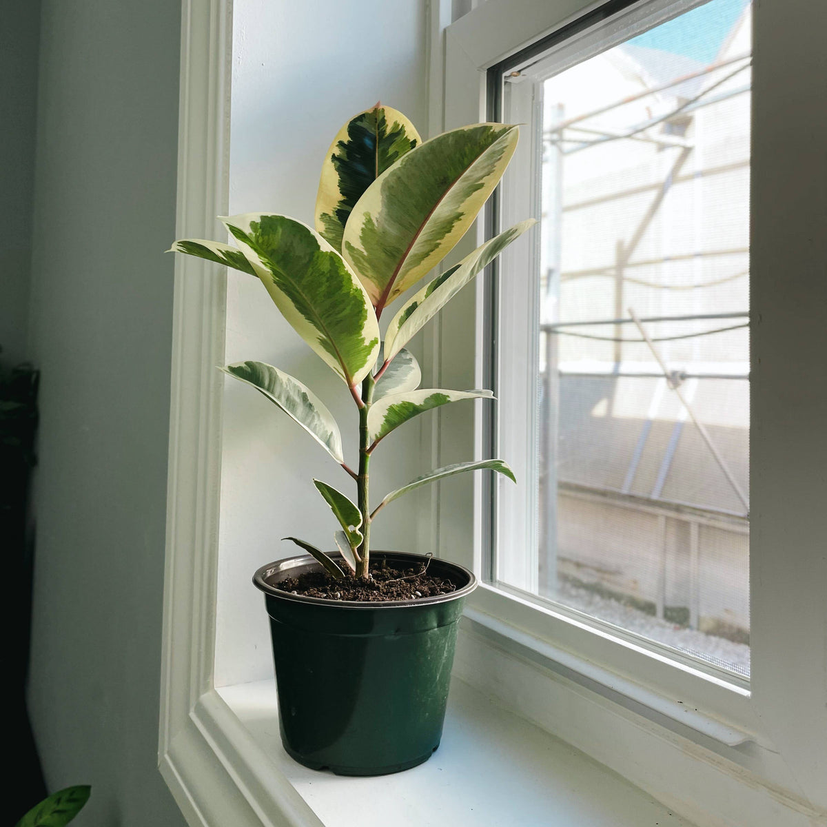Tineke Rubber Plant - Live Plant