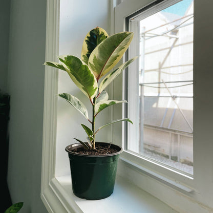 Tineke Rubber Plant - Live Plant