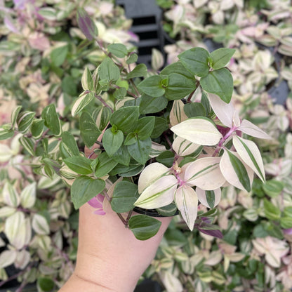 Tradescantia Quadricolor - 4" Live Plant