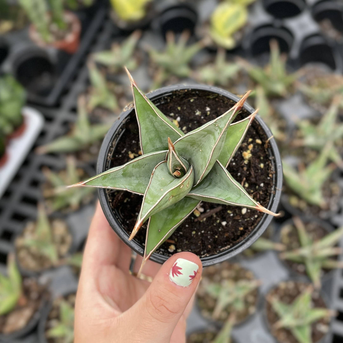 Sansevieria Pinguicula - Walking Snake Plant - 3" Live Plant