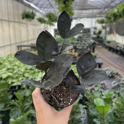 Black Raven ZZ Plant - Live Plant