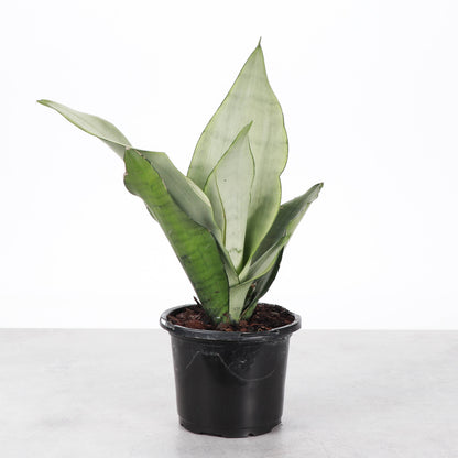 Moonshine Snake Plant - Live Plant