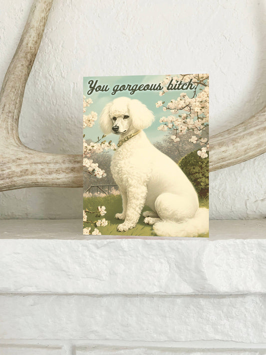 You Gorgeous Bitch Poodle Dog Funny Card