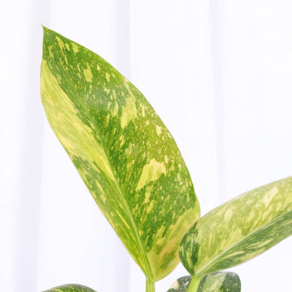 Philodendron Green Congo Nuclear Variegated - 4" Live Plant