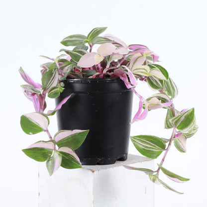 Tradescantia Quadricolor - 4" Live Plant