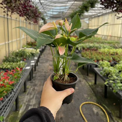 Peach Anthurium, Flamingo Flower - 4" Live Plant