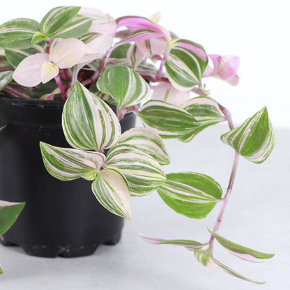 Tradescantia Quadricolor - 4" Live Plant