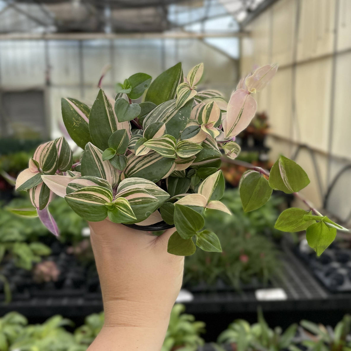 Tradescantia Quadricolor - 4" Live Plant