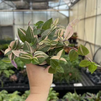Tradescantia Quadricolor - 4" Live Plant
