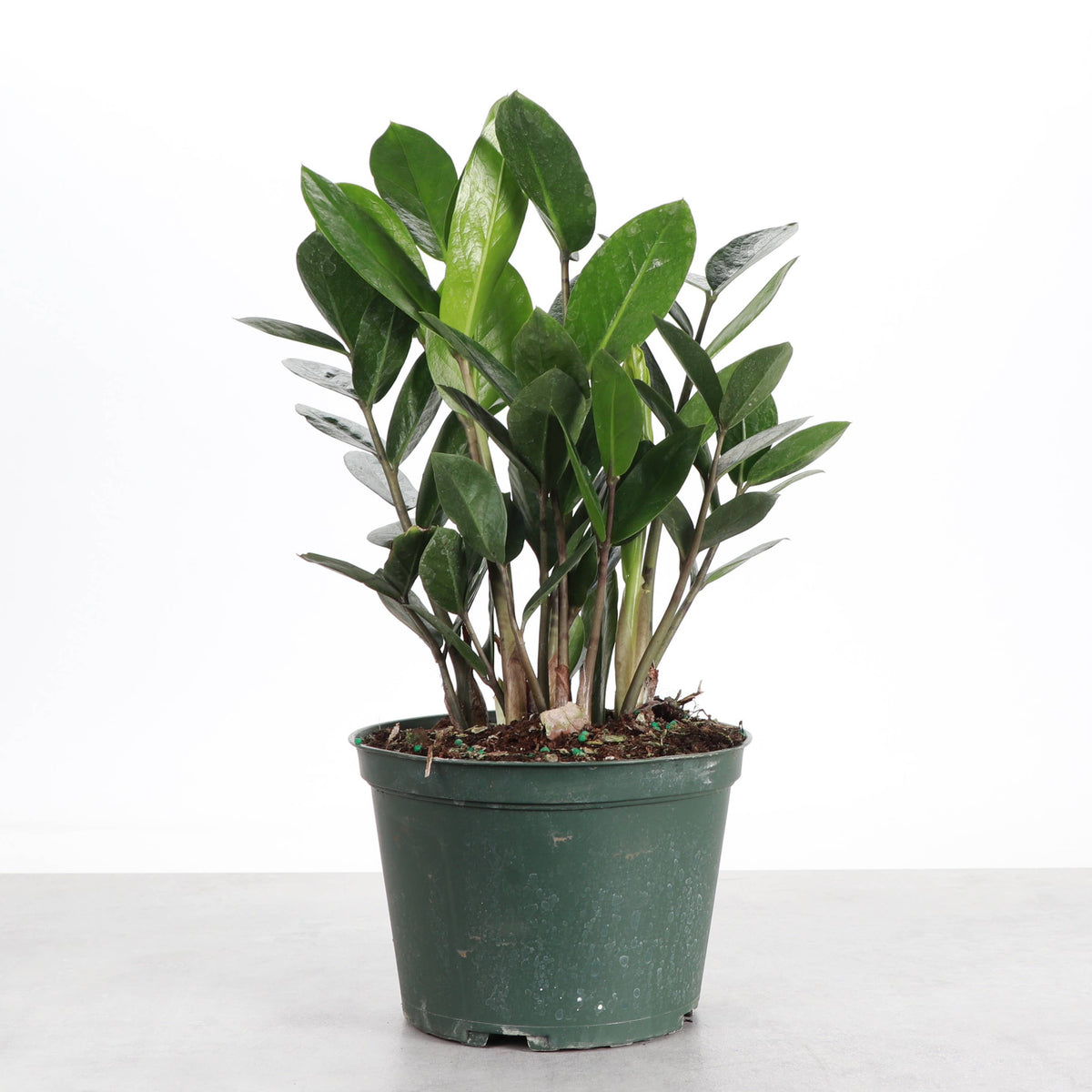 ZZ Plant - Live Plant