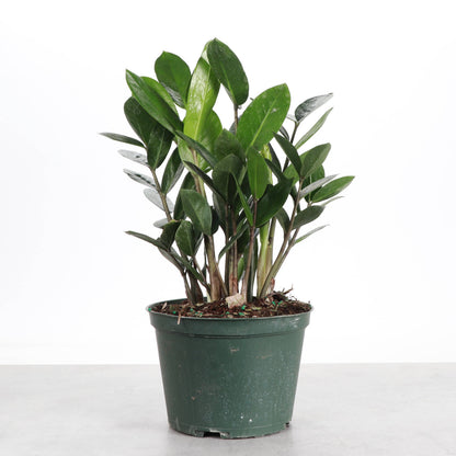 ZZ Plant - Live Plant