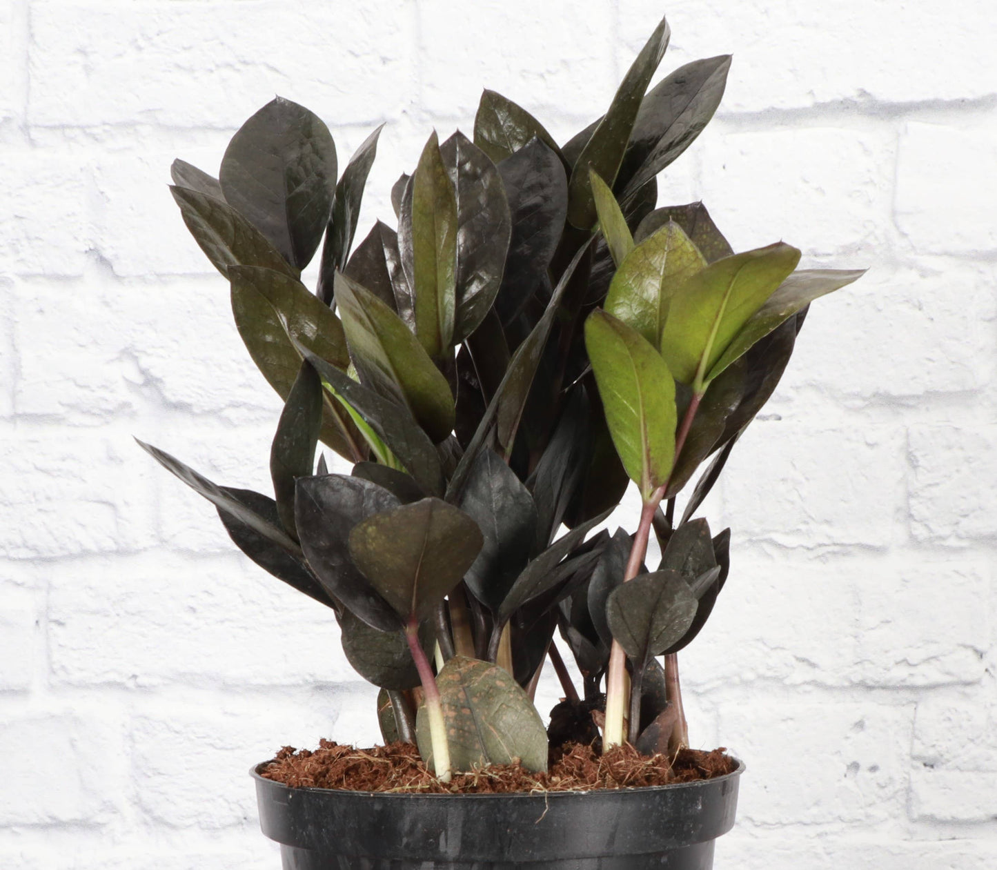 Black Raven ZZ Plant - Live Plant