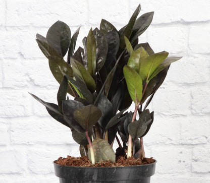 Black Raven ZZ Plant - Live Plant