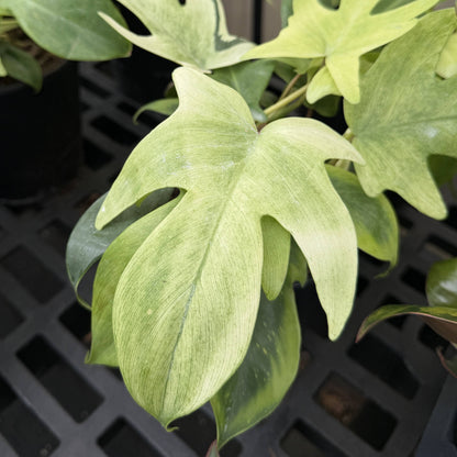 Florida Ghost Philodendron - 5.5" Live Plant - Rare Species