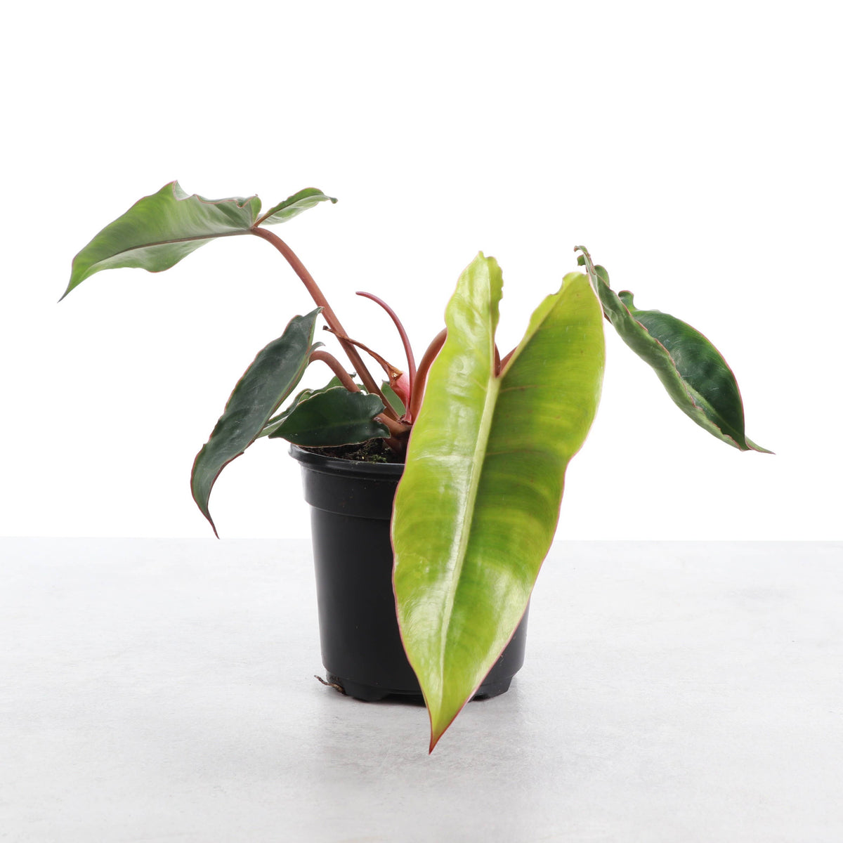 Philodendron Billietiae - Live Plant