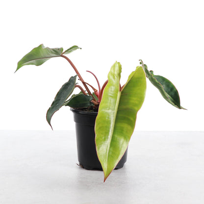 Philodendron Billietiae - Live Plant