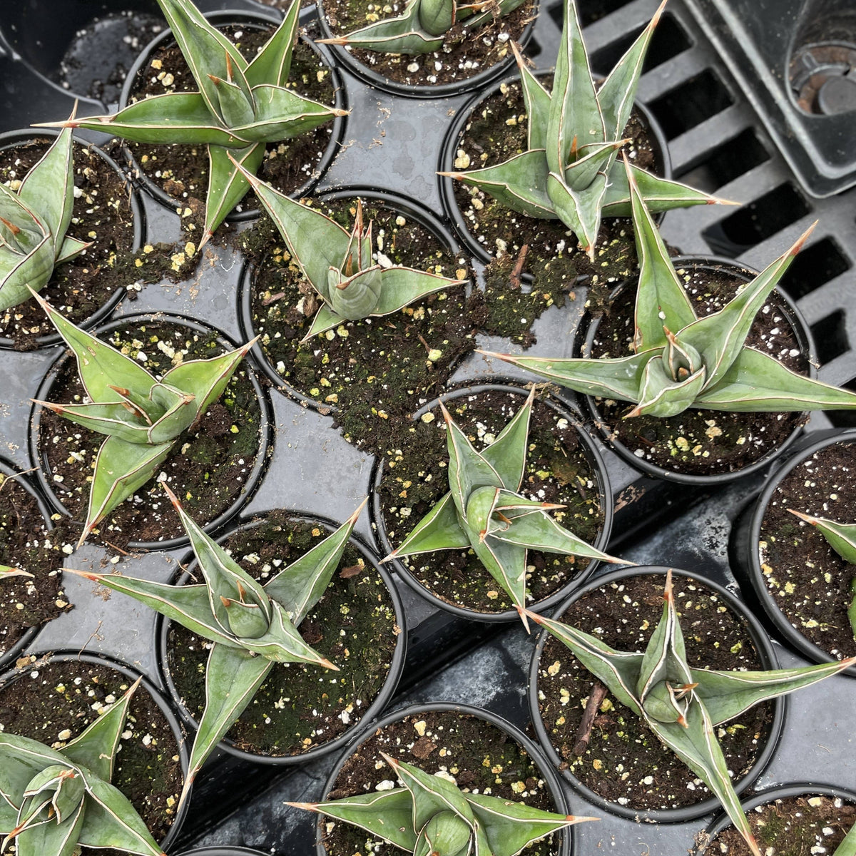 Sansevieria Pinguicula - Walking Snake Plant - 3" Live Plant